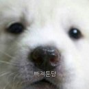 화이트스쿨 이미지