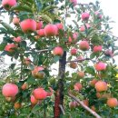 김정현 농장 이미지