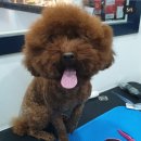 애틋하개 이미지