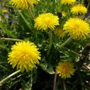 하버드유치원 이미지