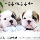 금동수퍼