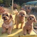 역골농장 | 인천애견카페추천, 넓은 강아지운동장이 있는 다남숲멍빌리지