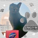 루체펫 이미지