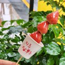 마루탕후루 네이버블로그