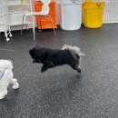 멍즈니랜드 | 경남, 경북 대형견 출장 목욕 멍즈니랜드 후기