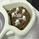 댕댕아띠 이미지