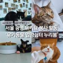 11650-16-109-4 | 경기도 광명 유기동물 봉사 신청 누리봄 후기 산책 놀아주기