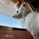 한일카렌드자동차 | 강아지 두 마리와 배 타고 제주도 가기_골드스텔라호 스페셜펫룸 후기