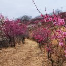 푸른농장 | 매화꽃의 별천지 진주매화숲
