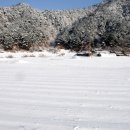 금강송 생태경영림 이미지