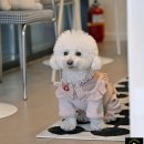 삽량로 | 양산 강아지 케이크 맛집 댕유, 우리 댕댕이 크리스마스 선물 완료!