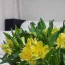 꽃 | 꽃 선물 추천 | 온라인 꽃 배송이 가능한 꾸까 (kukka) 파머스 꽃 배송 후기