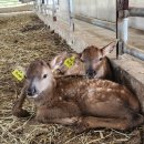 일구사슴농장 이미지