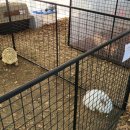 작은 동물원 이미지