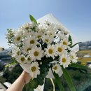 혜유화 이미지