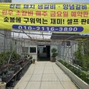 애정아로니아 이미지