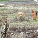 평호농장 이미지