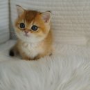 선미농장 | 용인고양이분양 알아보다 선택한 펫아미 방문 후기와 분양 이야기