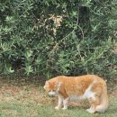 세계로렌트카 이미지