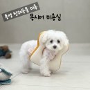꼬리치는강아지 | 통영 죽림 반려동물 미용실 피어프리 강아지 목욕 비숑 배냇 미용 후기 [몽시어]