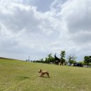 무진장조은애견 | 밀양_ 밀양아리랑 오토캠핑장. 강아지가 더 신났개 후기!