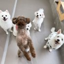 원애견&뭉까두까 네이버블로그