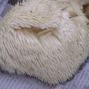 오목골 목장 이미지