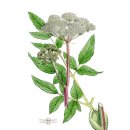 백삼농장 이미지