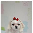 그루밍스토리 이미지