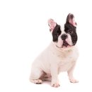 고려종합동물병원 이미지