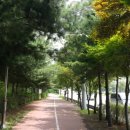 호수공원소나무숲길 이미지