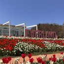 소프트윙즈 | [공지] 에버랜드 튤립축제 기간 실시간 개화 상황 벚꽃까지 절정인 용인 가볼만한곳