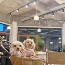 강아지 알러지케어 사료 추천, 폴리데이 단일육류 스팀드라이 사료 후기