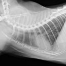 백호동물병원 이미지