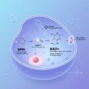 Leader Gym | 젊음의 회복 스위치 요즘 핫한 NMN+는 무엇일까!![주엽PT,주엽역헬스]