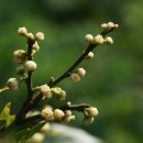 유자향기2 이미지