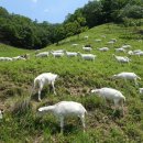 아들축산 이미지