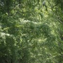 가로수길 이미지