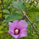 기쁨뜰근린공원 | 기쁨뜰근린공원에서 세종호수공원까지 가을산책