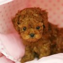 오케이독 이미지