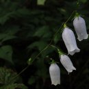 금강초롱 이미지