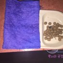 황금실내낚시터 네이버블로그