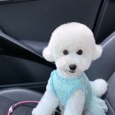 노노펫 | 강아지 미용 전후 행동 변화, 이런 이유였어요! [노노펫] | 파주 운정 일산 애견미용