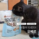덴탈 케어 시스템 | 고양이간식 오베르 덴탈시리얼로 쉽고 맛있게 구강 관리하기