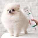 미미펫 그루밍 샵 이미지