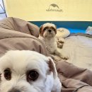 은하수 | 구름&amp;또또네 단박일기 1탄⛺ 양주 은하수 캠핑장 반려견 캠핑 후기