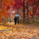 자연의 소리 이미지