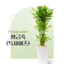 황금죽 | 네이버스토어 '꽃집소년'에서 황금죽 특대 사무실화분 내돈내산 주문 후기