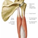용인대삼성태권도 이미지