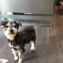 한국영양전문동물병원 이미지